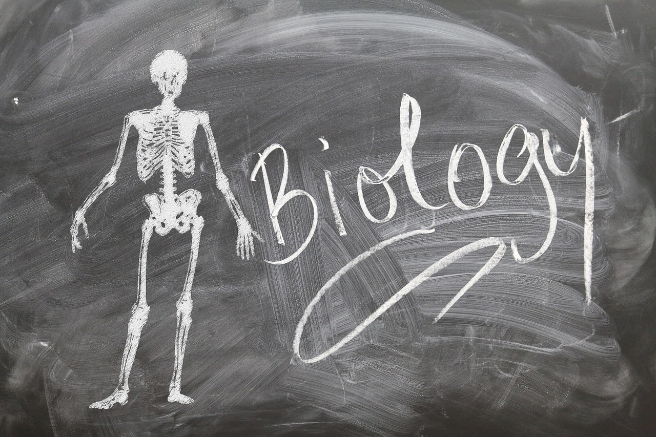 biology school skeleton free photo