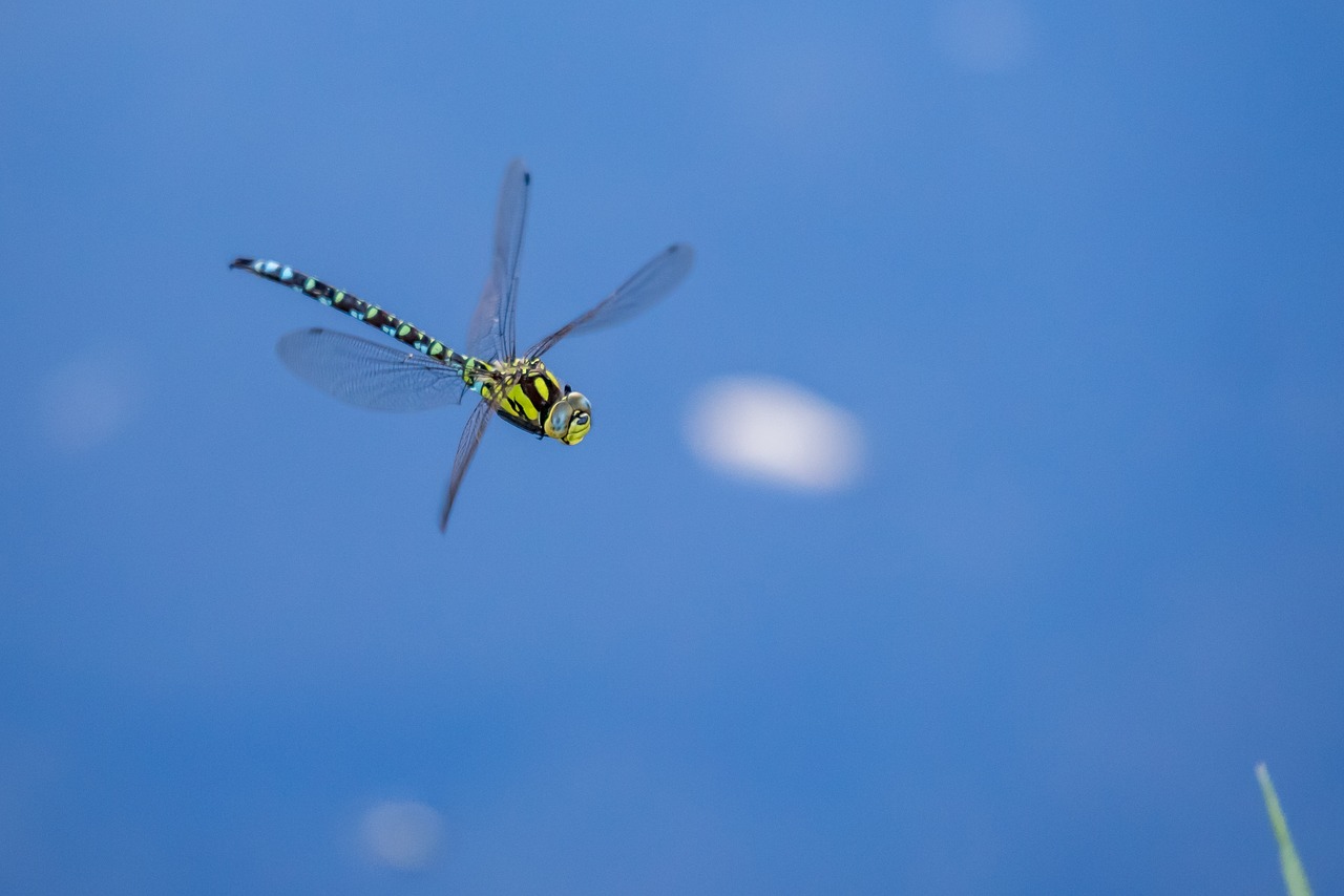 biotope  dragonfly  valais free photo