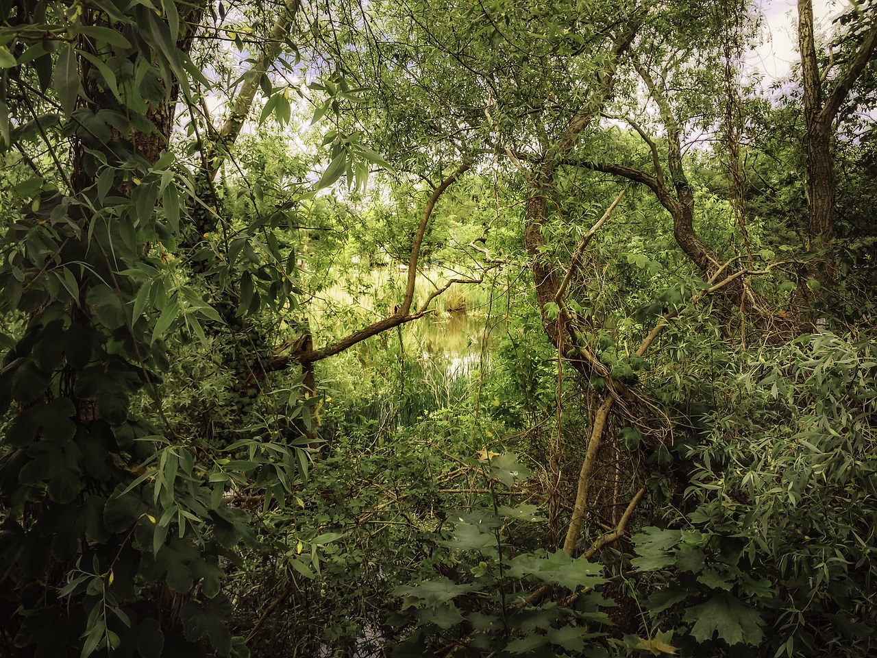 biotope nature landscape free photo