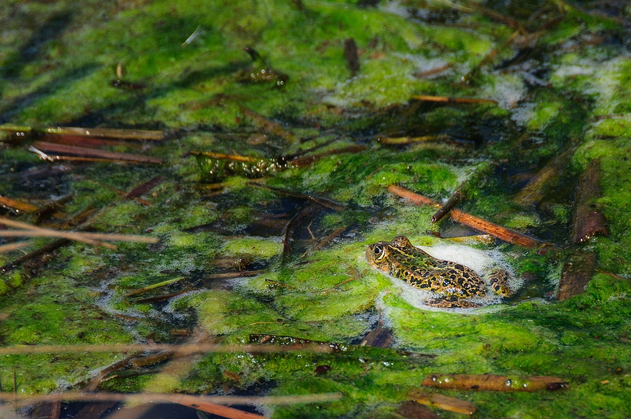 biotope frog pond free photo