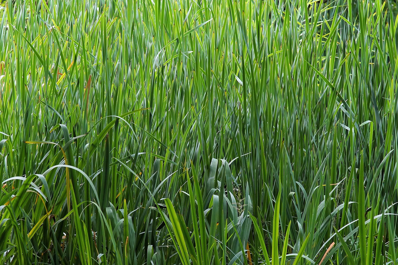 biotope moisture grasses free photo