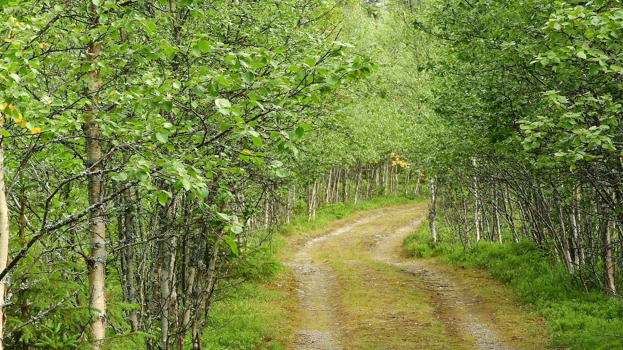 birch birch grove path free photo