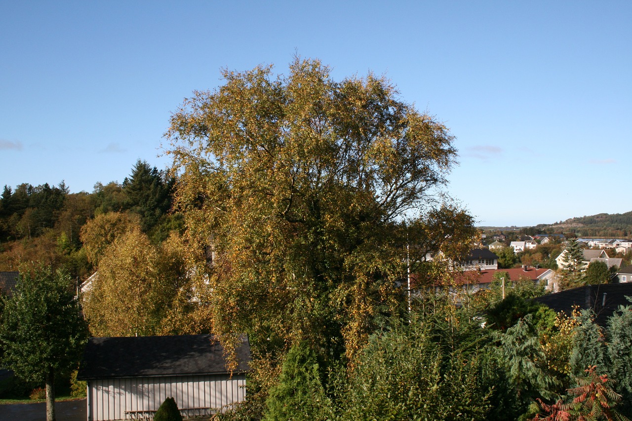 birch three leaves free photo