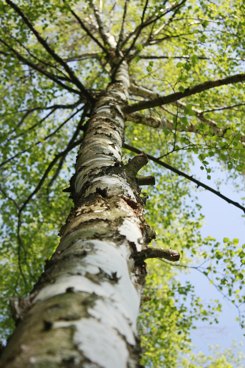 birch tree forest free photo