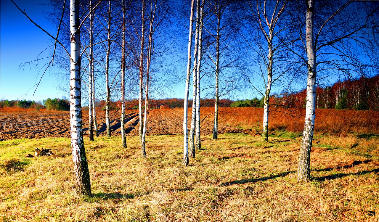 birch shrubbery sky free photo