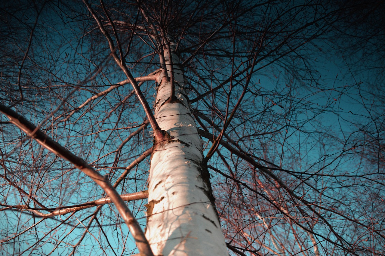 birch sky white free photo