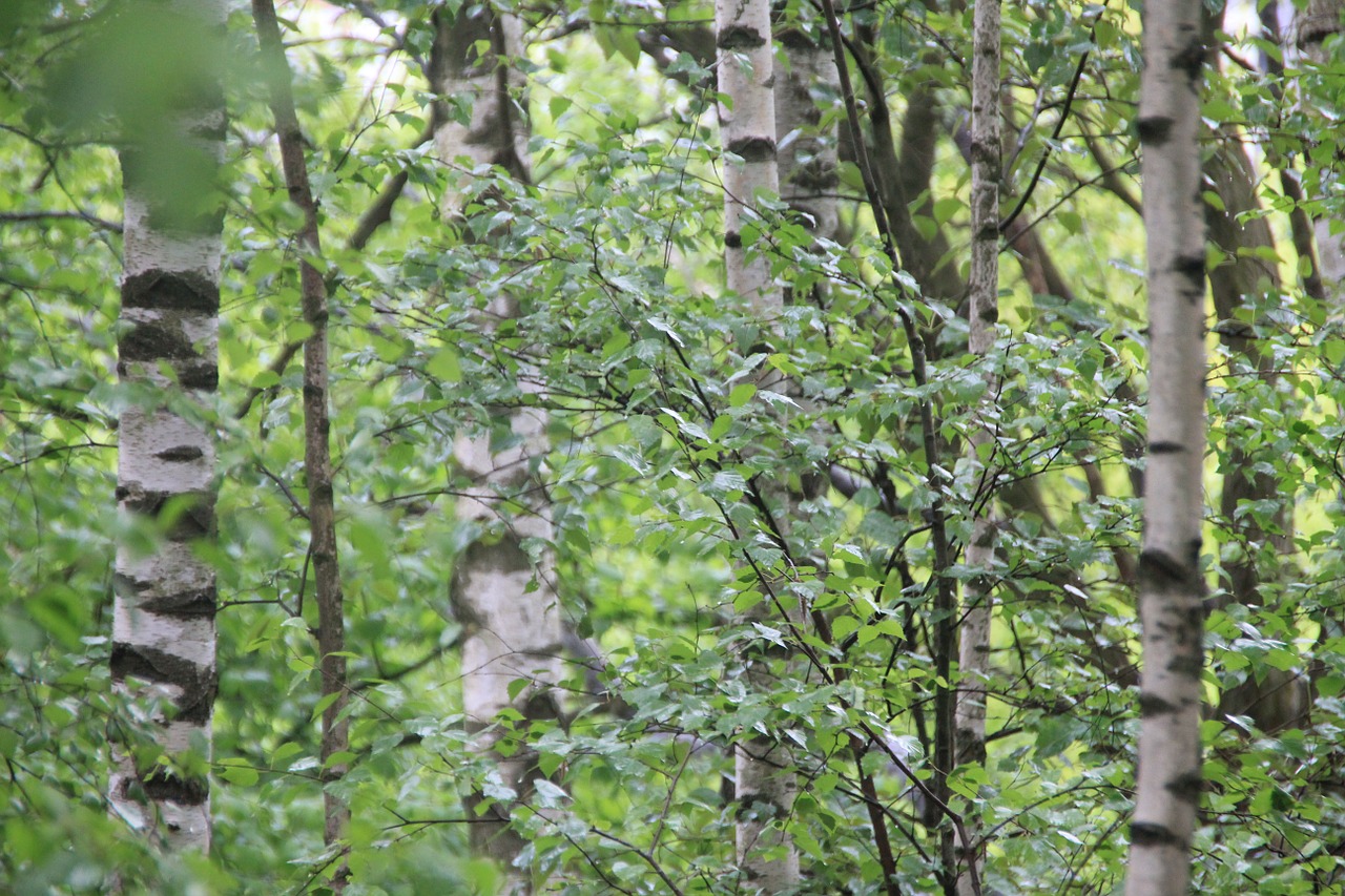 birch forest trees free photo