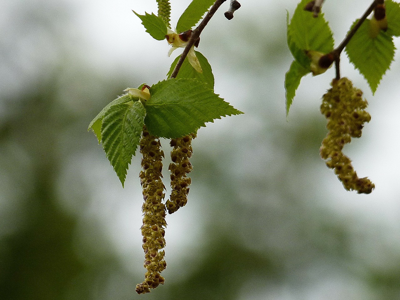 birch leaves branches free photo