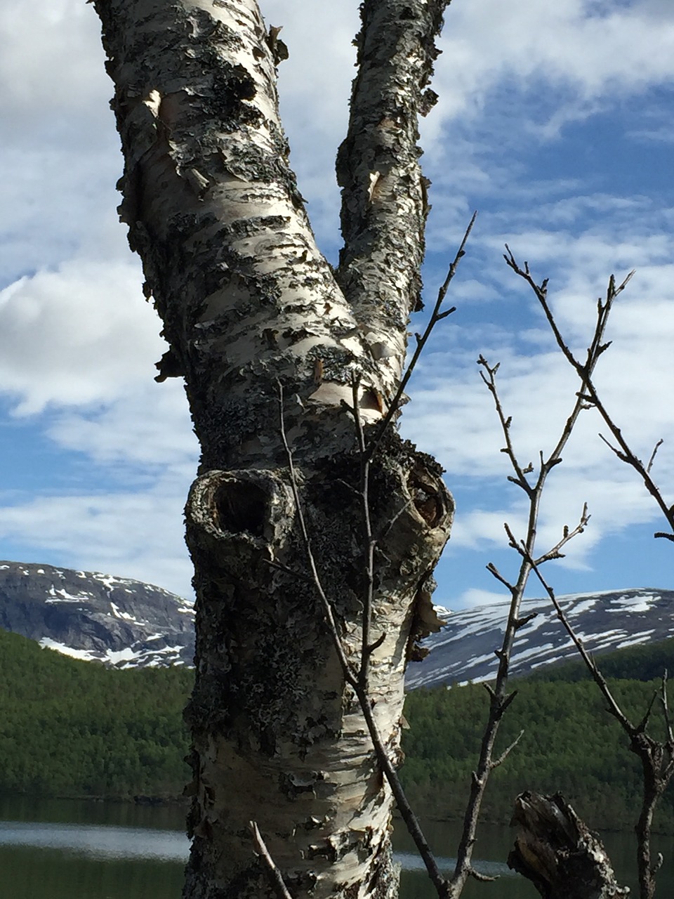 birch the mountain snow free photo