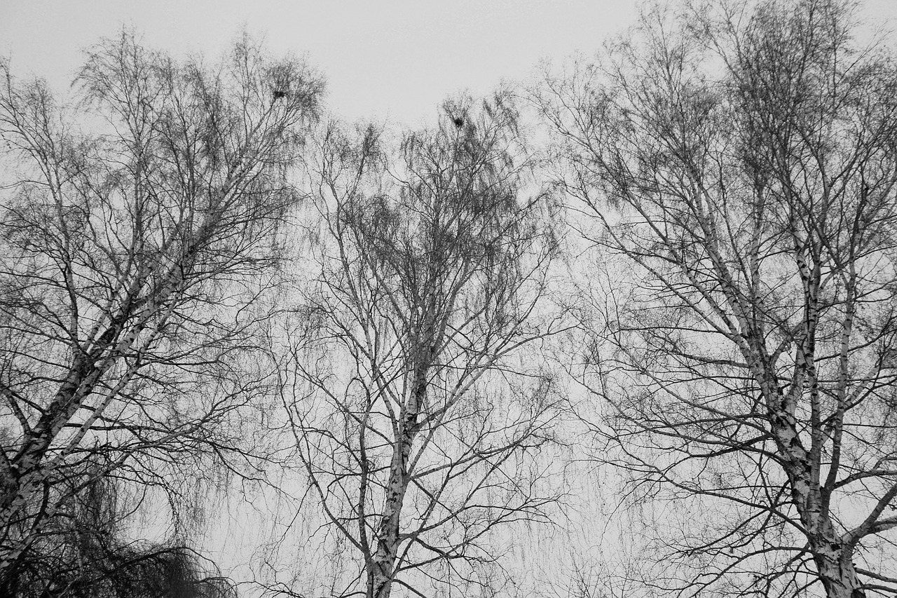 birch trees nature free photo