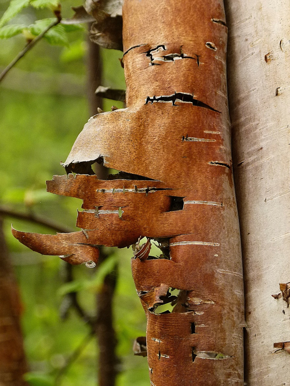 birch bark scaly free photo