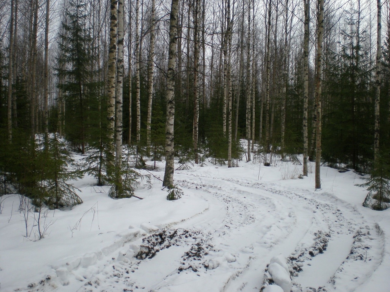 birch forest crust free photo