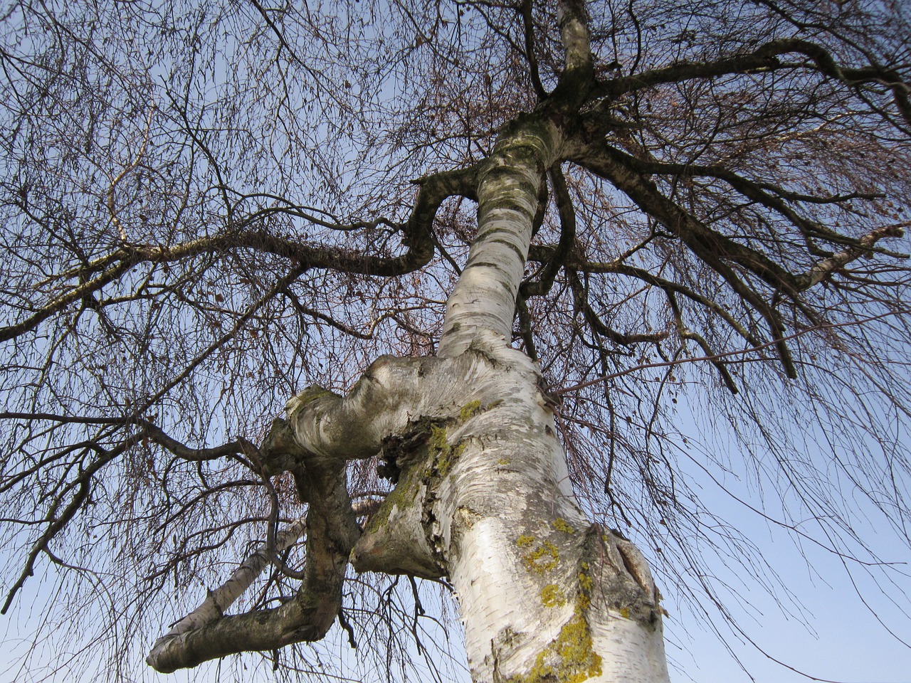 birch sky blue white free photo