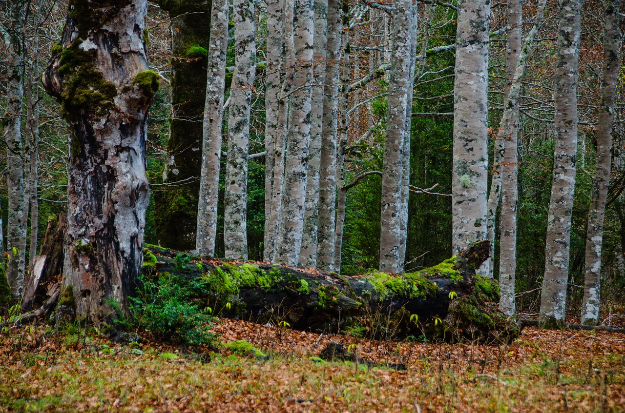 birch forest mysticism free photo