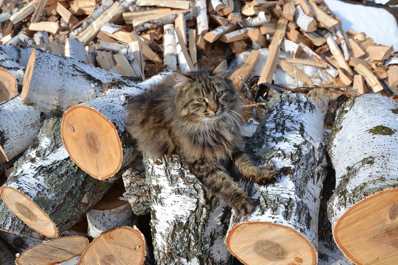 birch logs firewood free photo