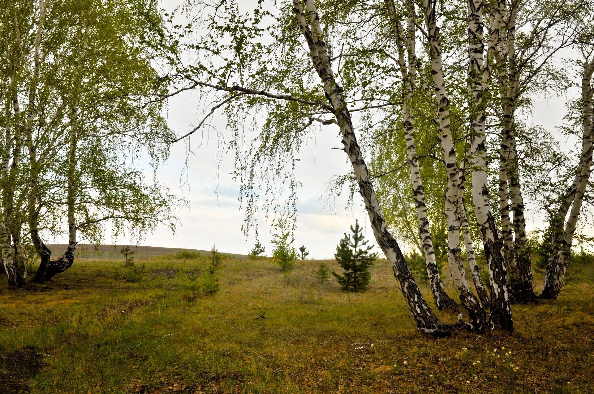 birch trees forest free photo