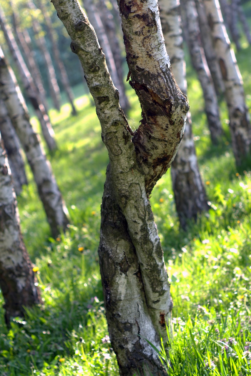 birch intertwined tree free photo