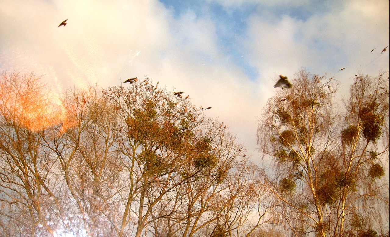 treetop birds in trees birds in the air free photo