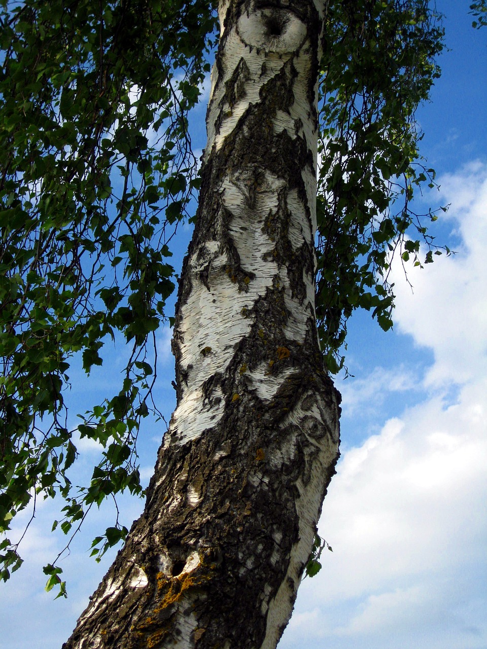 birch tree tribe free photo