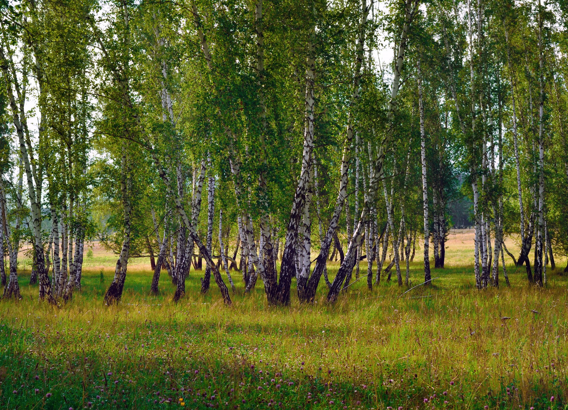 birch forest nature free photo