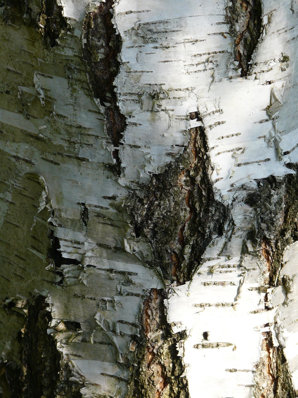 birch bark strain free photo