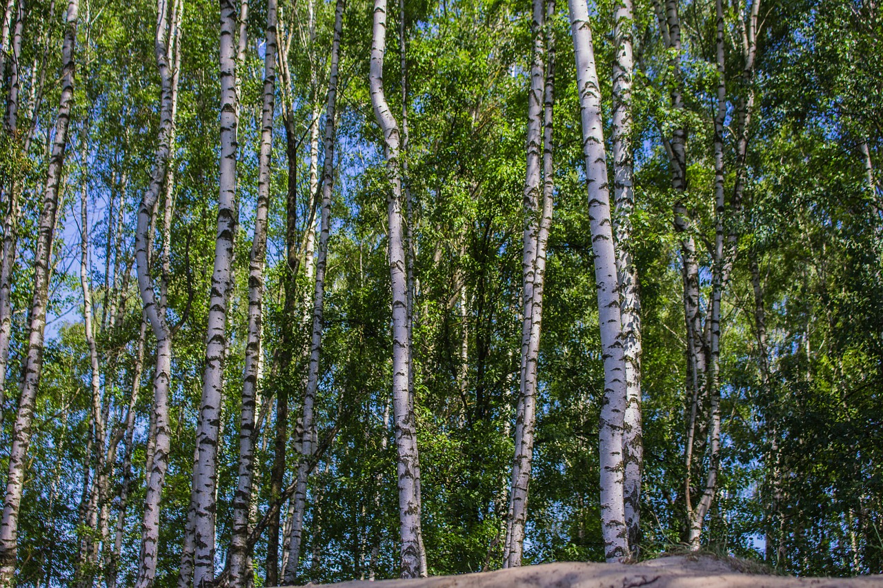 birch sunny day tree free photo