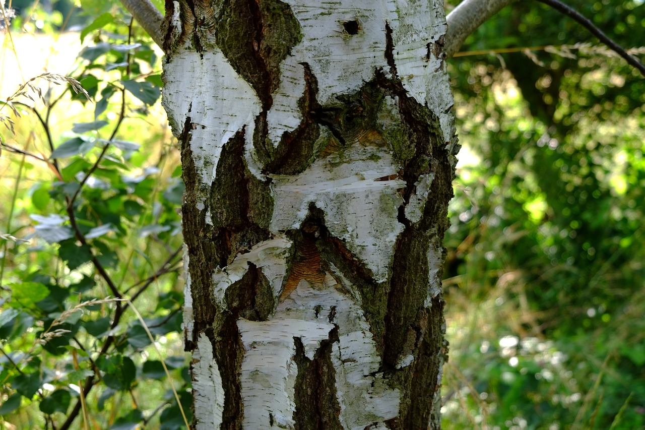 birch bark nature free photo