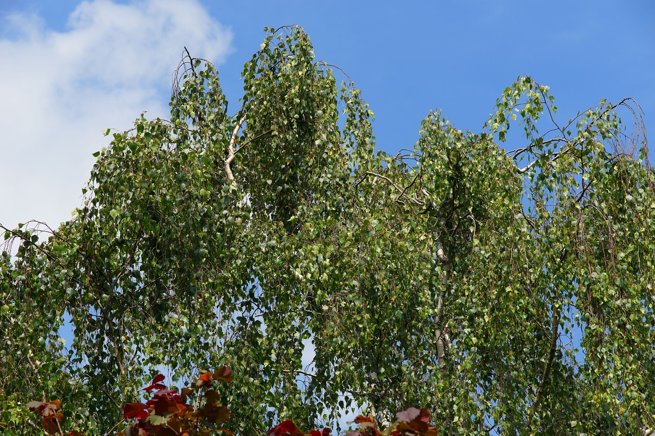 birch trees nature free photo