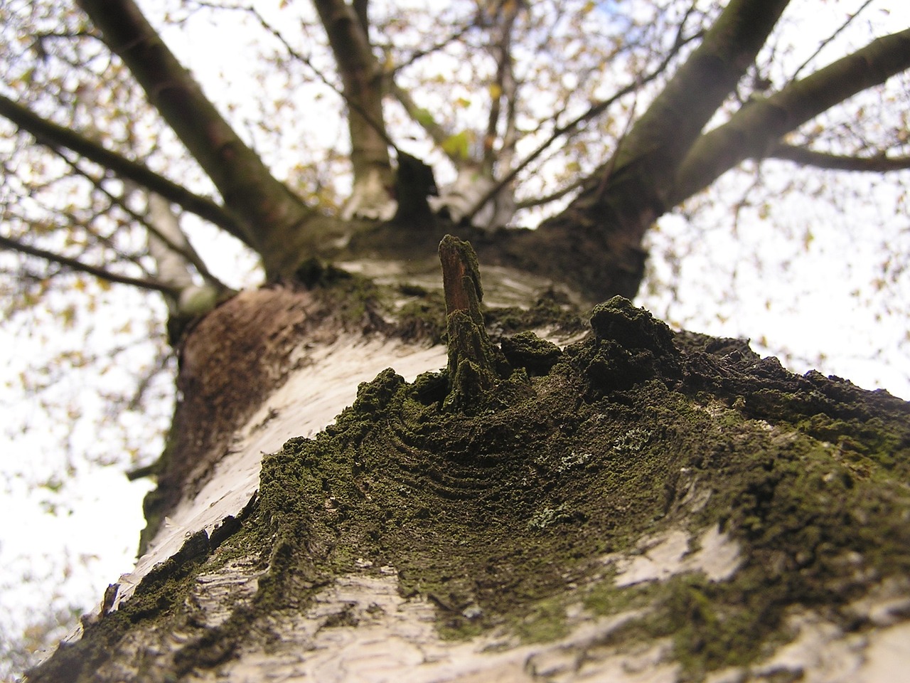 birch skyward tree free photo