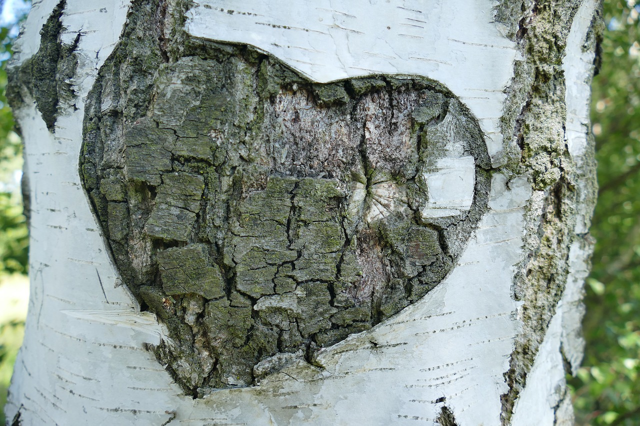 birch tree bark free photo