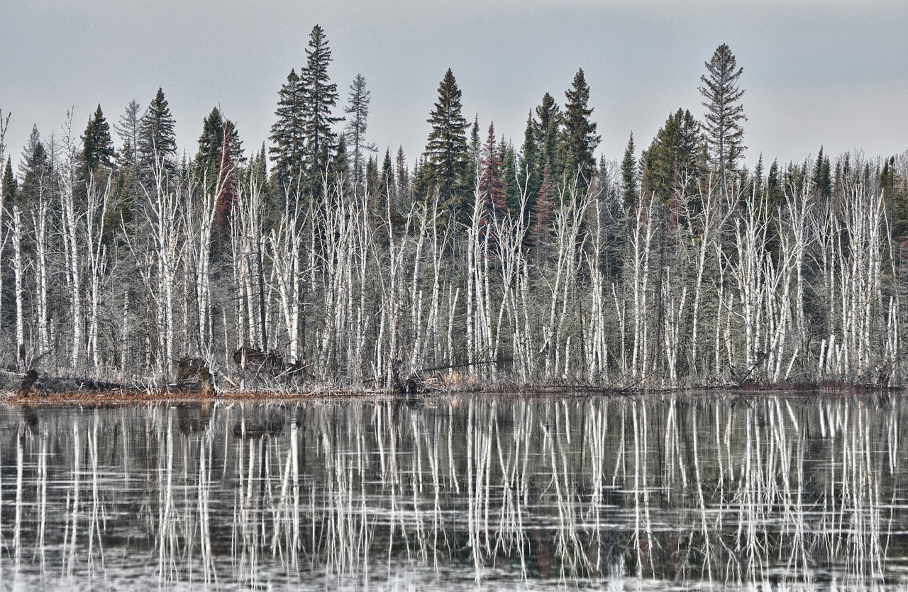 birch winter lake free photo