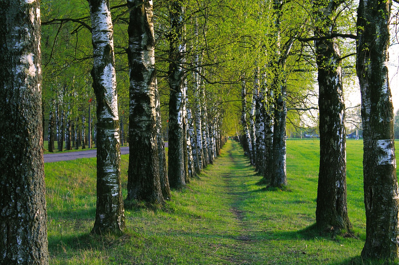 birch path trees free photo