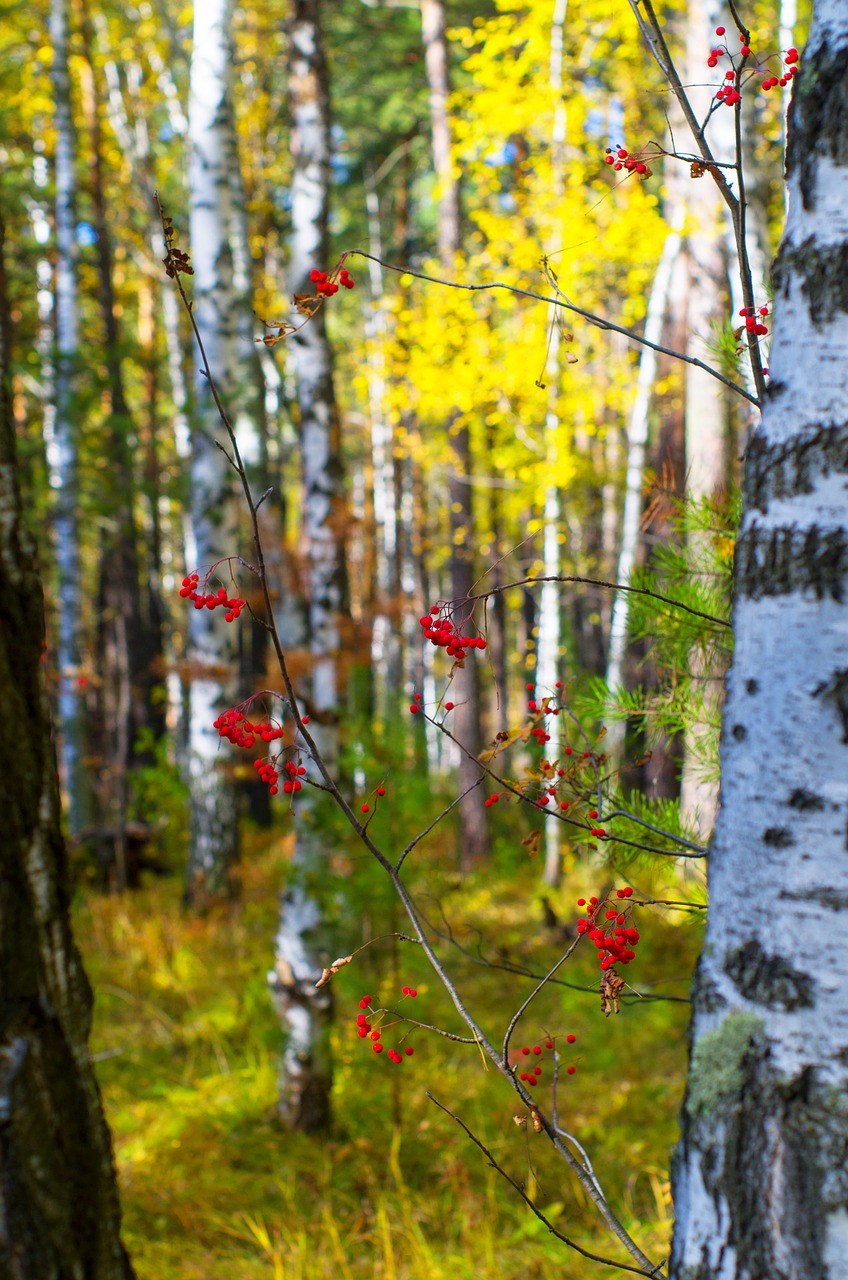 birch rowan yellow free photo