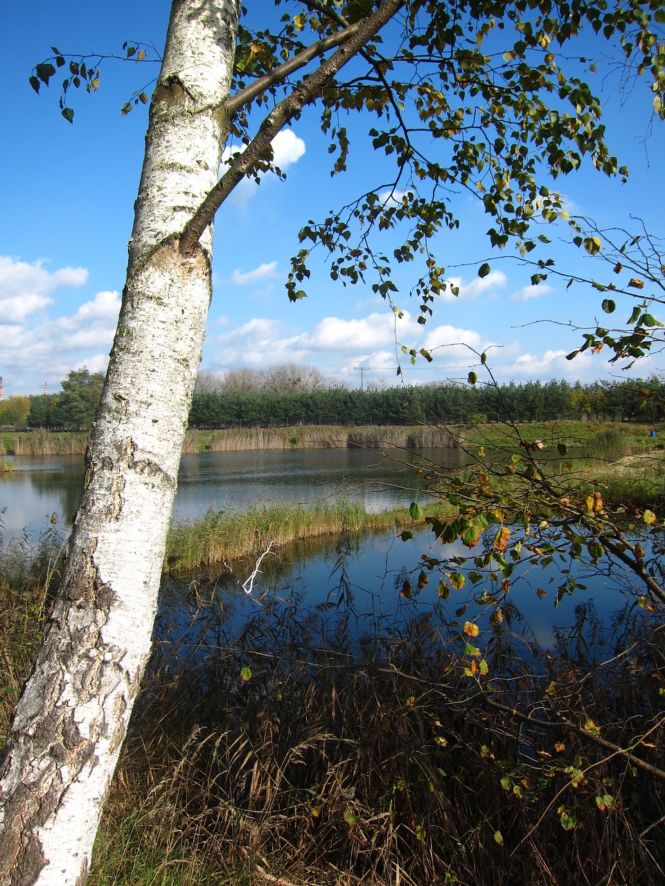 birch lake landscape free photo