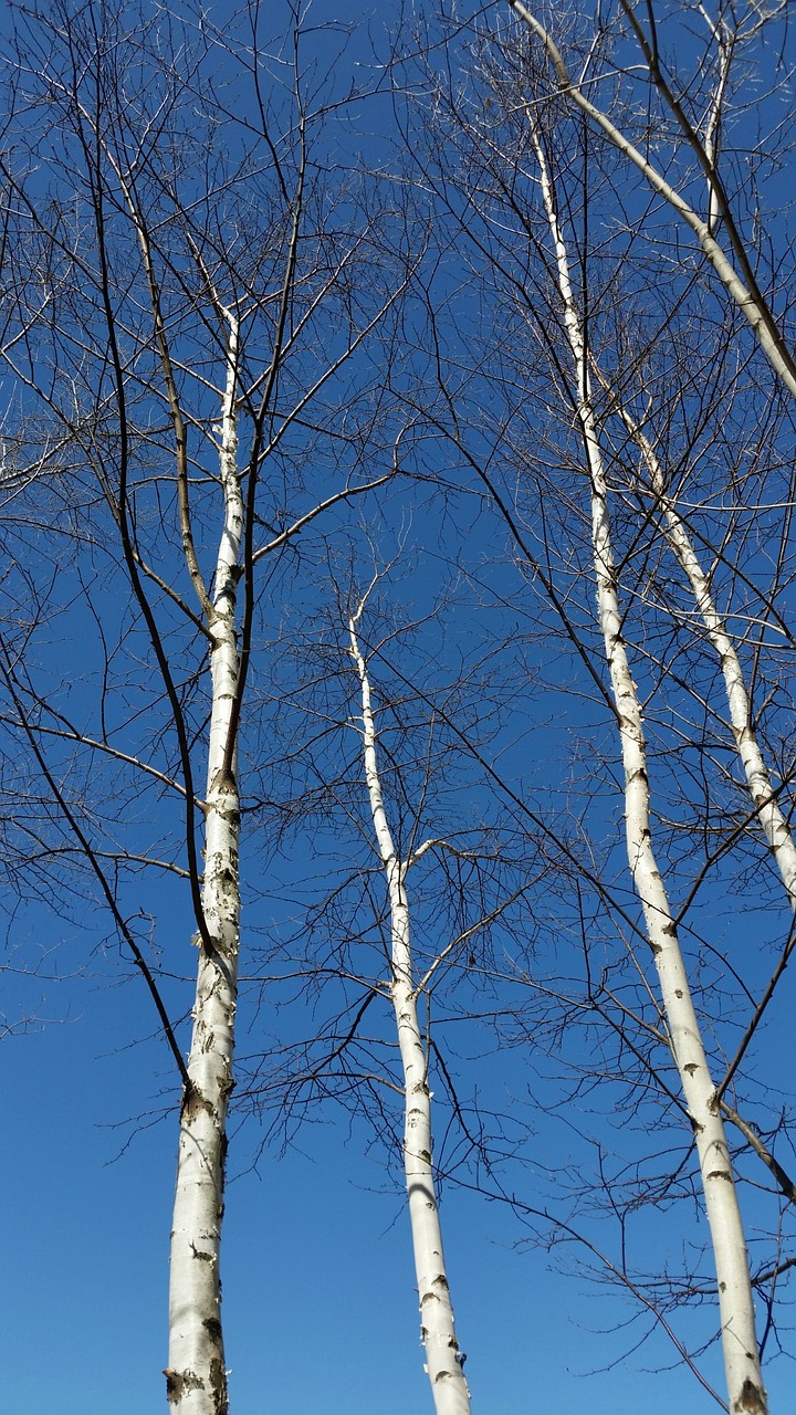 birch aspen wisconsin free photo