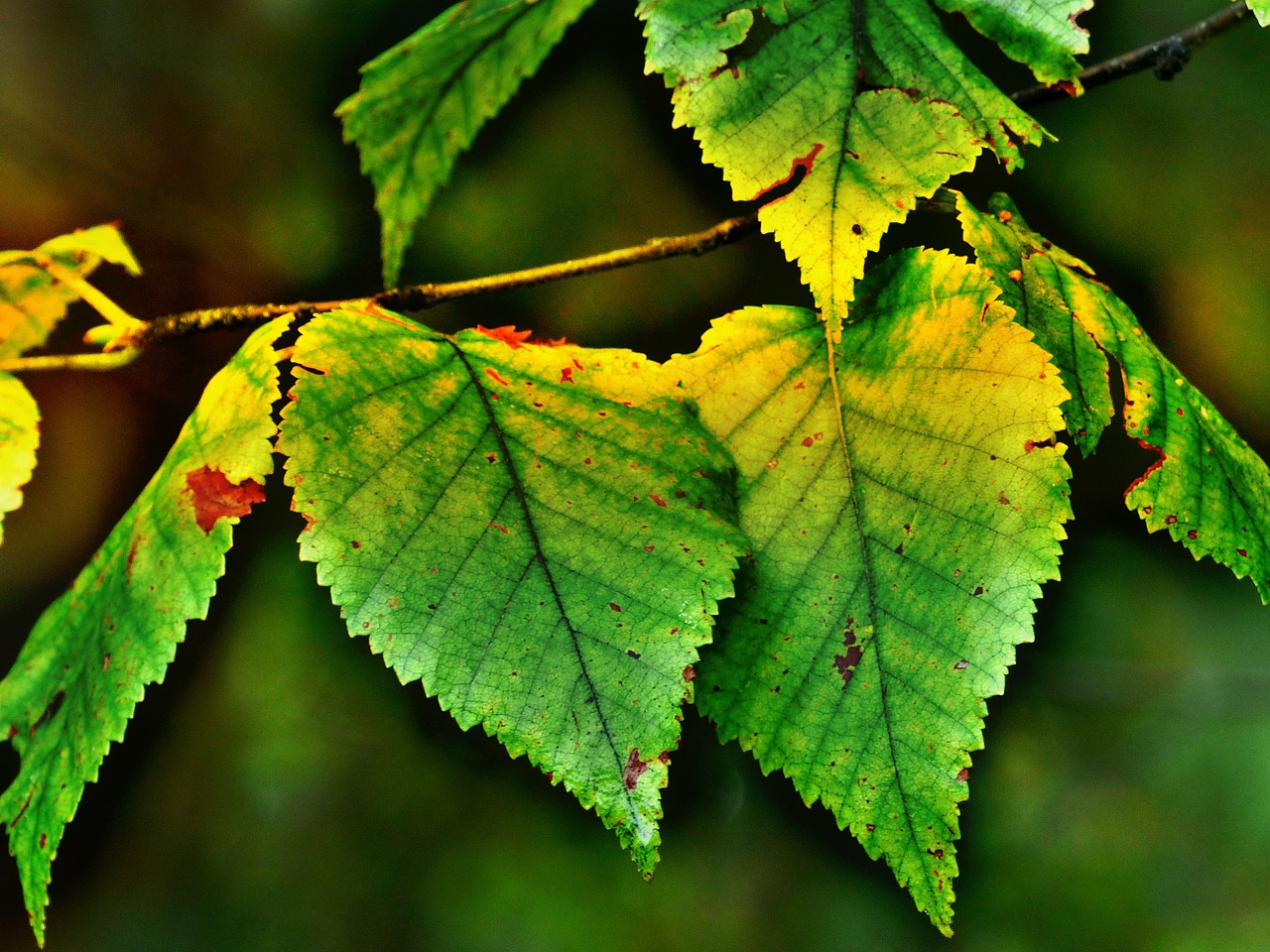 birch leaves autumn free photo