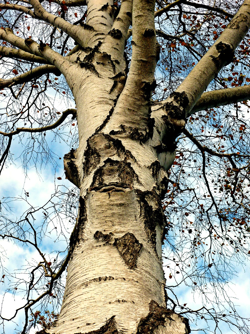 birch tree deciduous tree free photo