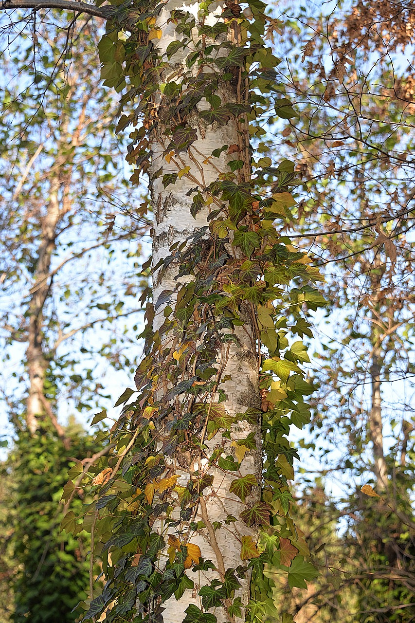 birch leaves fouling free photo