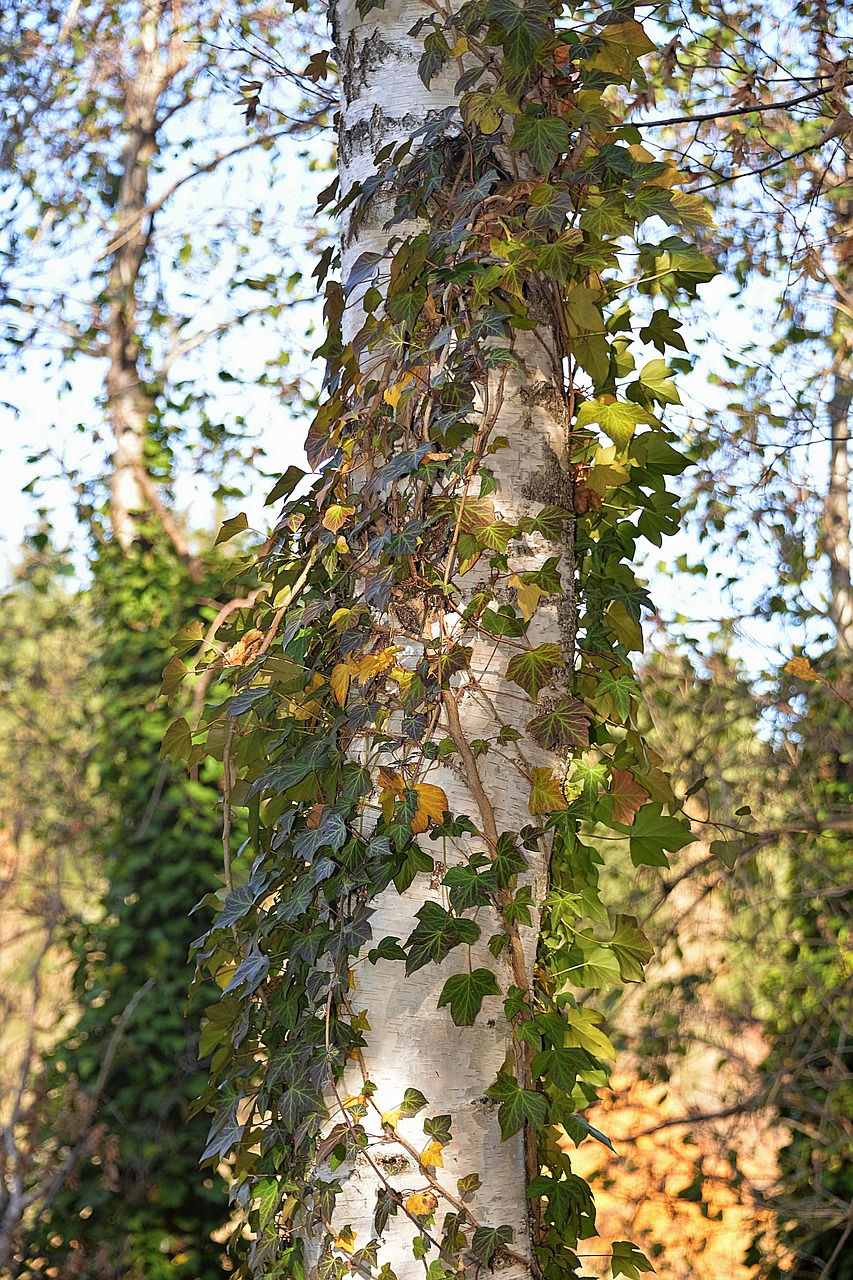 birch fouling autumn free photo