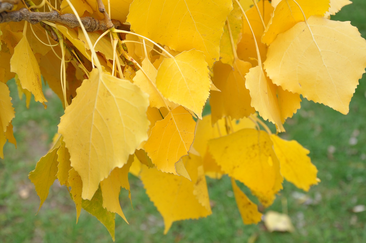 birch yellow tree free photo