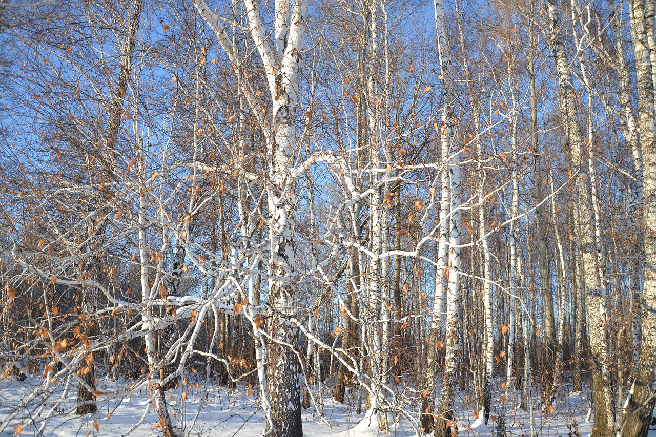 birch forest nature free photo