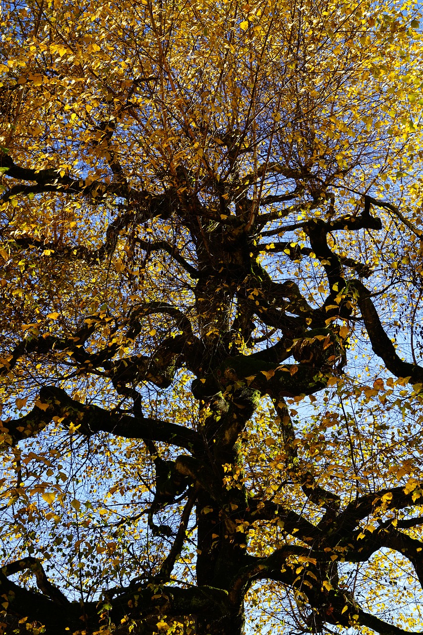 birch gnarled old free photo