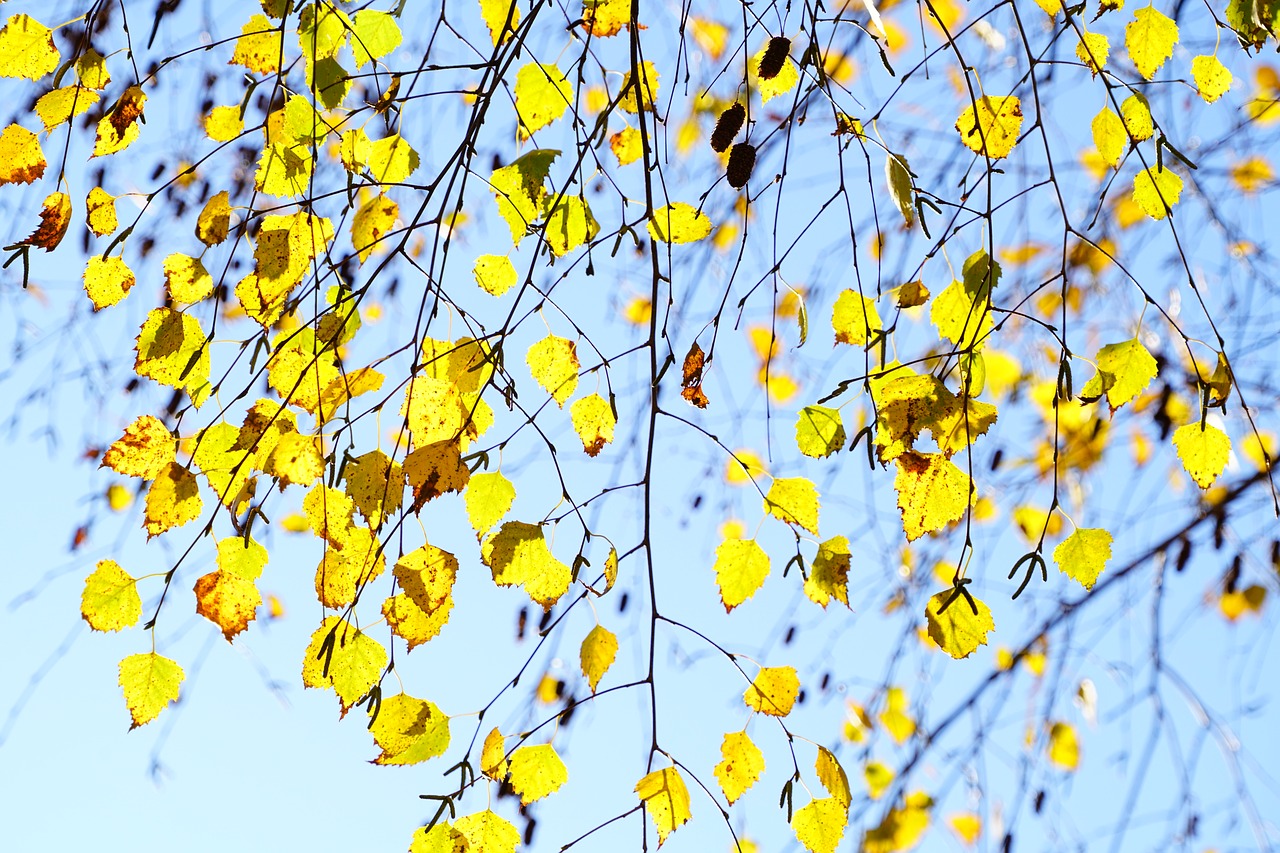 birch fall leaves autumn free photo