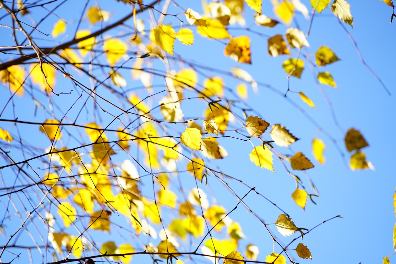 birch autumn leaves free photo