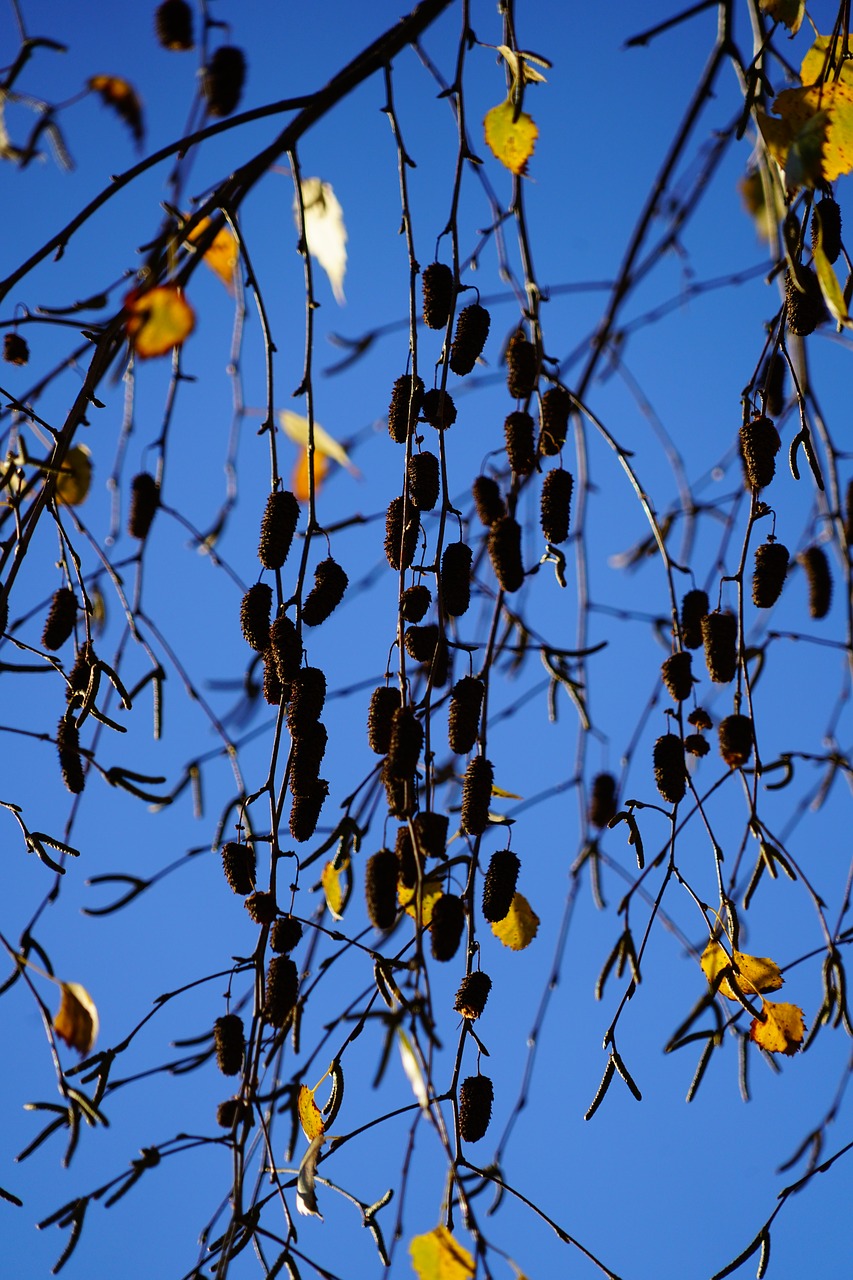 birch fruits of birch fruits free photo