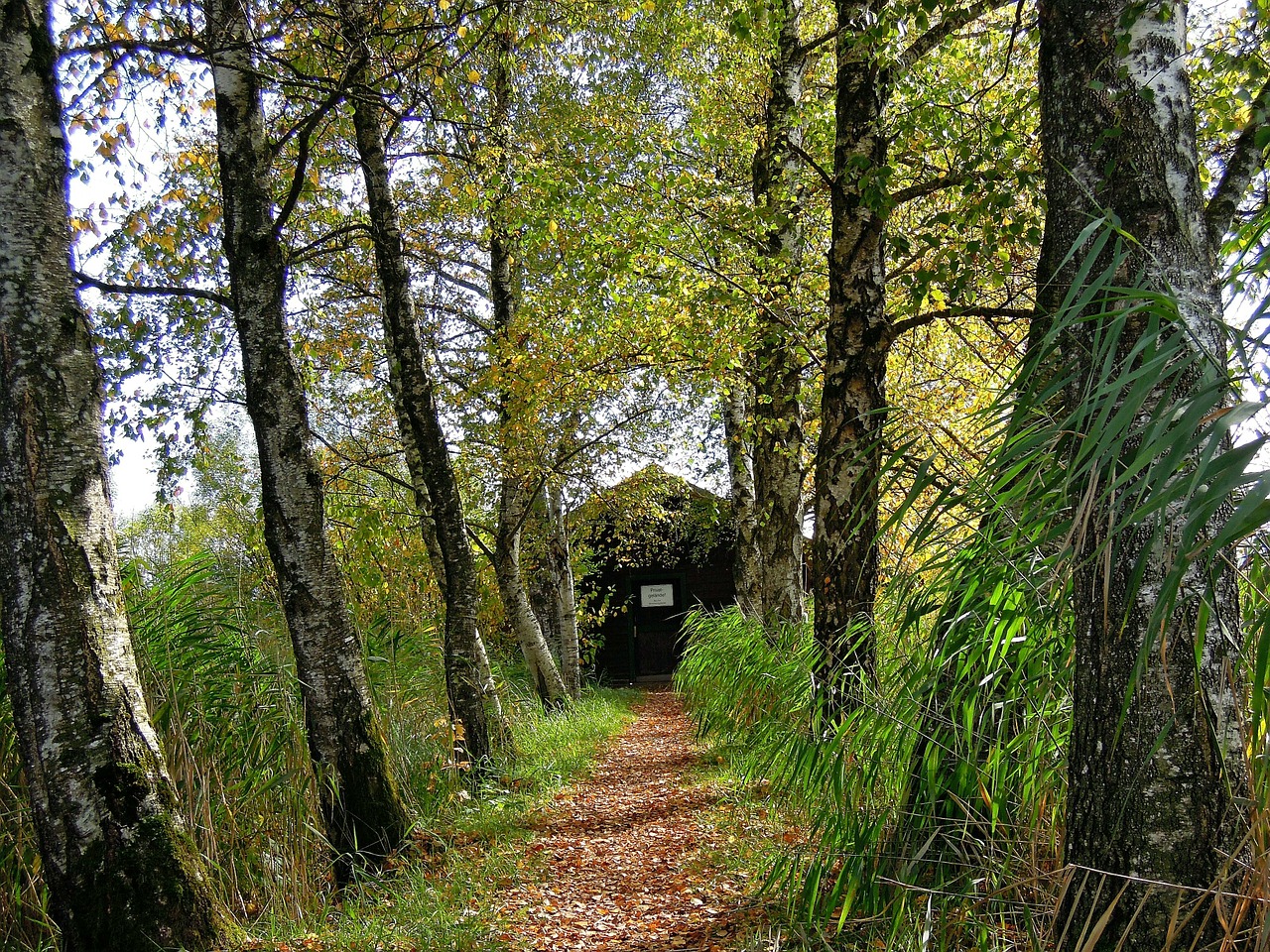 birch away hut free photo