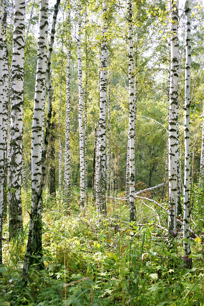 birch forest nature free photo