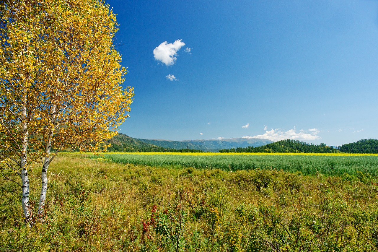 birch yellow leaves autumn free photo