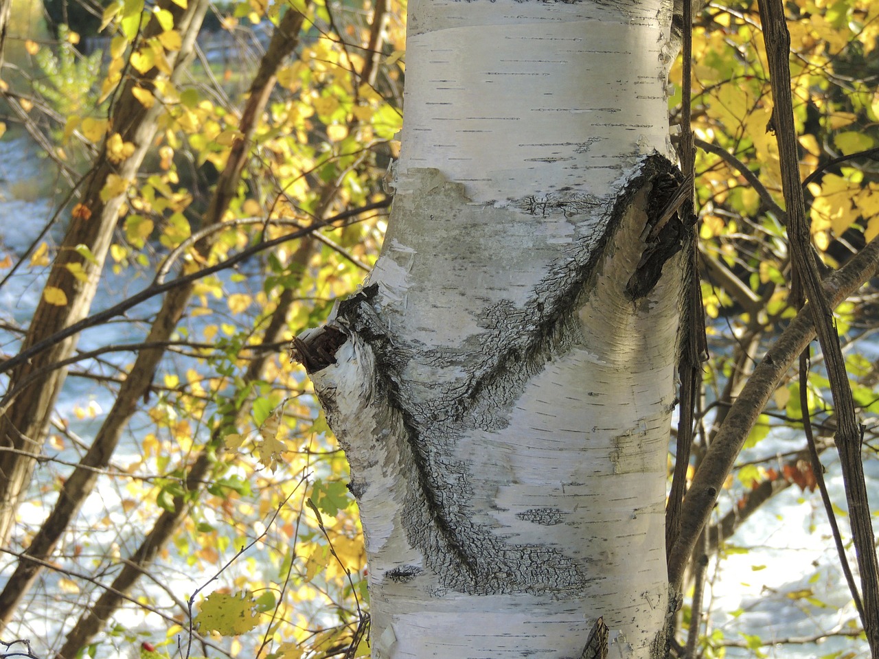 birch tree tribe free photo