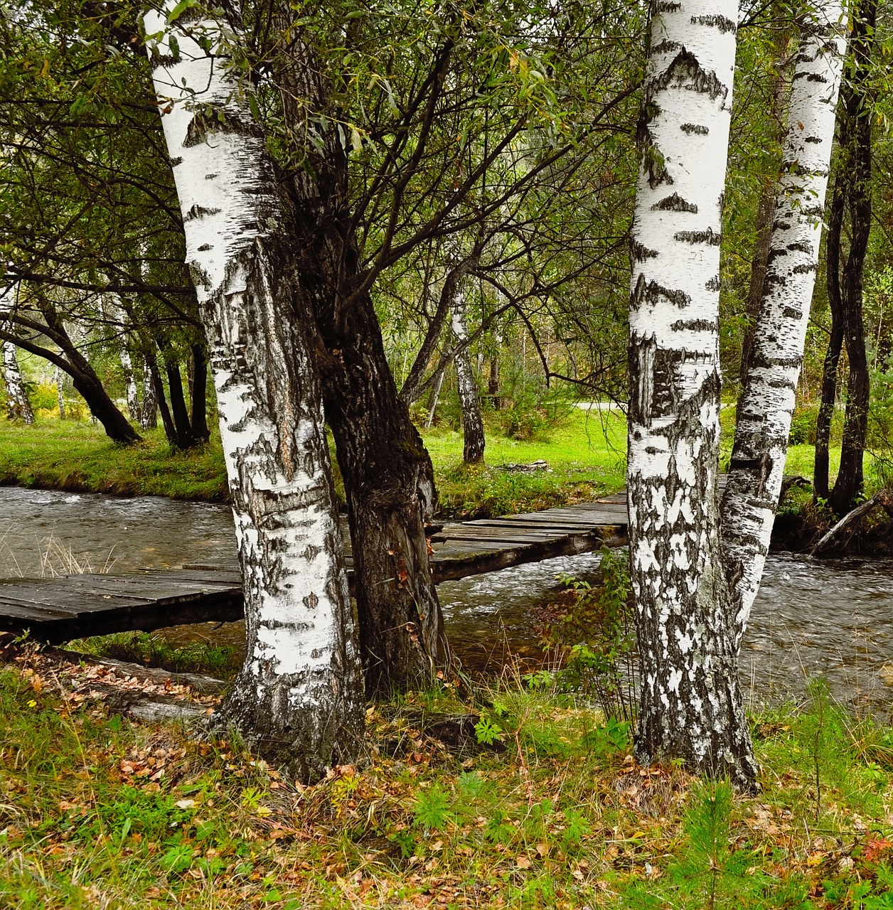 birch trees river free photo
